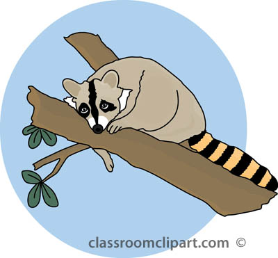 Free Raccoon Pictures Graphics Illustrations Hd Photos Clipart