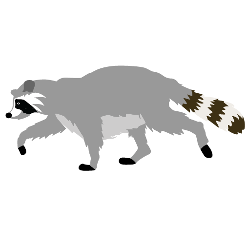 Cute Raccoon Animal Png Image Clipart