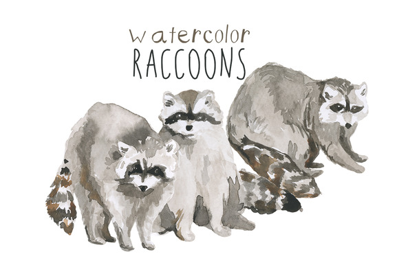 Raccoon Photos Graphics Fonts Themes Templates Clipart