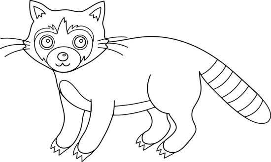 Colorable Raccoon Png Image Clipart