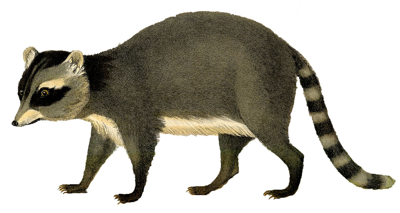 Free Raccoon Image Png Image Clipart