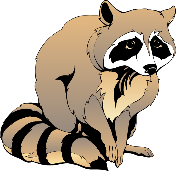 Raccoon Pictures Images Image Png Clipart