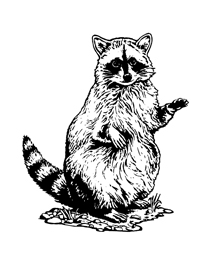 Raccoon Camp Discovery Images Image Png Clipart