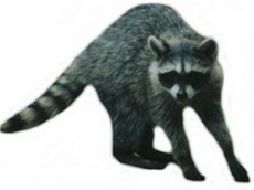 Realistic Raccoon Photos Png Image Clipart