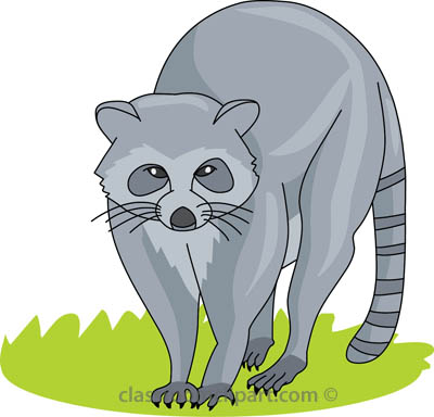Search Results For Raccoon Pictures Image Png Clipart
