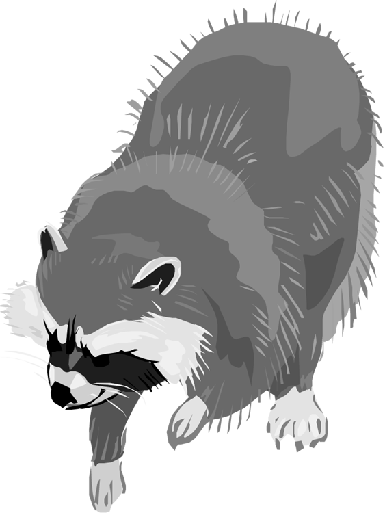Free Raccoon Png Image Clipart