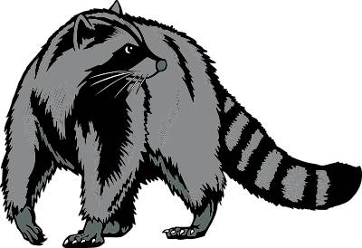 Raccoon Free Download Png Clipart