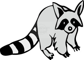 Raccoon Pictures Images Free Download Clipart