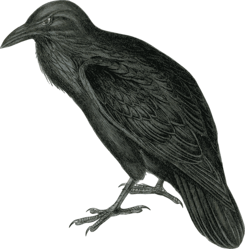 Of Dark Colored Raven In Monotone Clipart