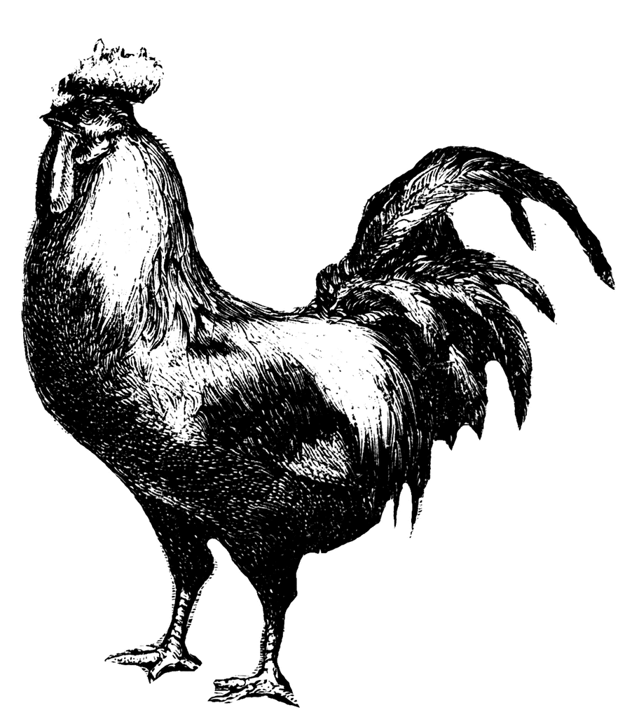 Black Rooster Kid Clipart Clipart