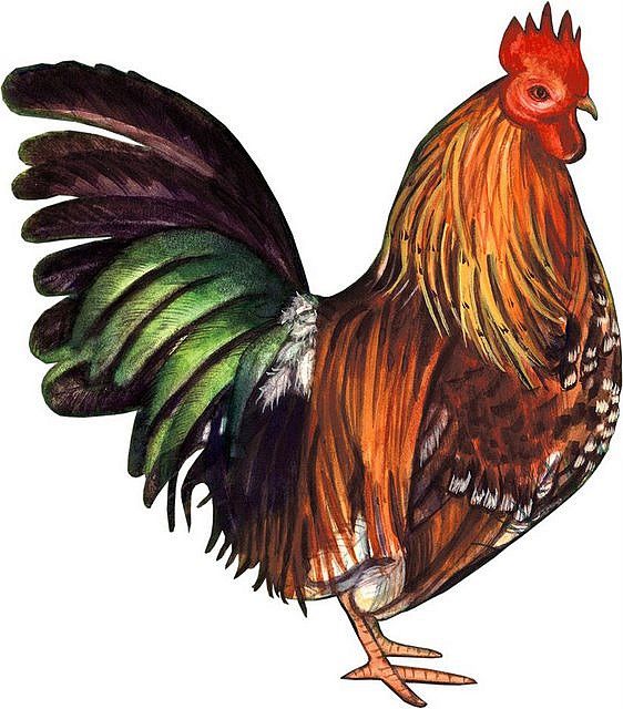 Roo Rooster Bloucher Spur Oregon Animals Love Clipart