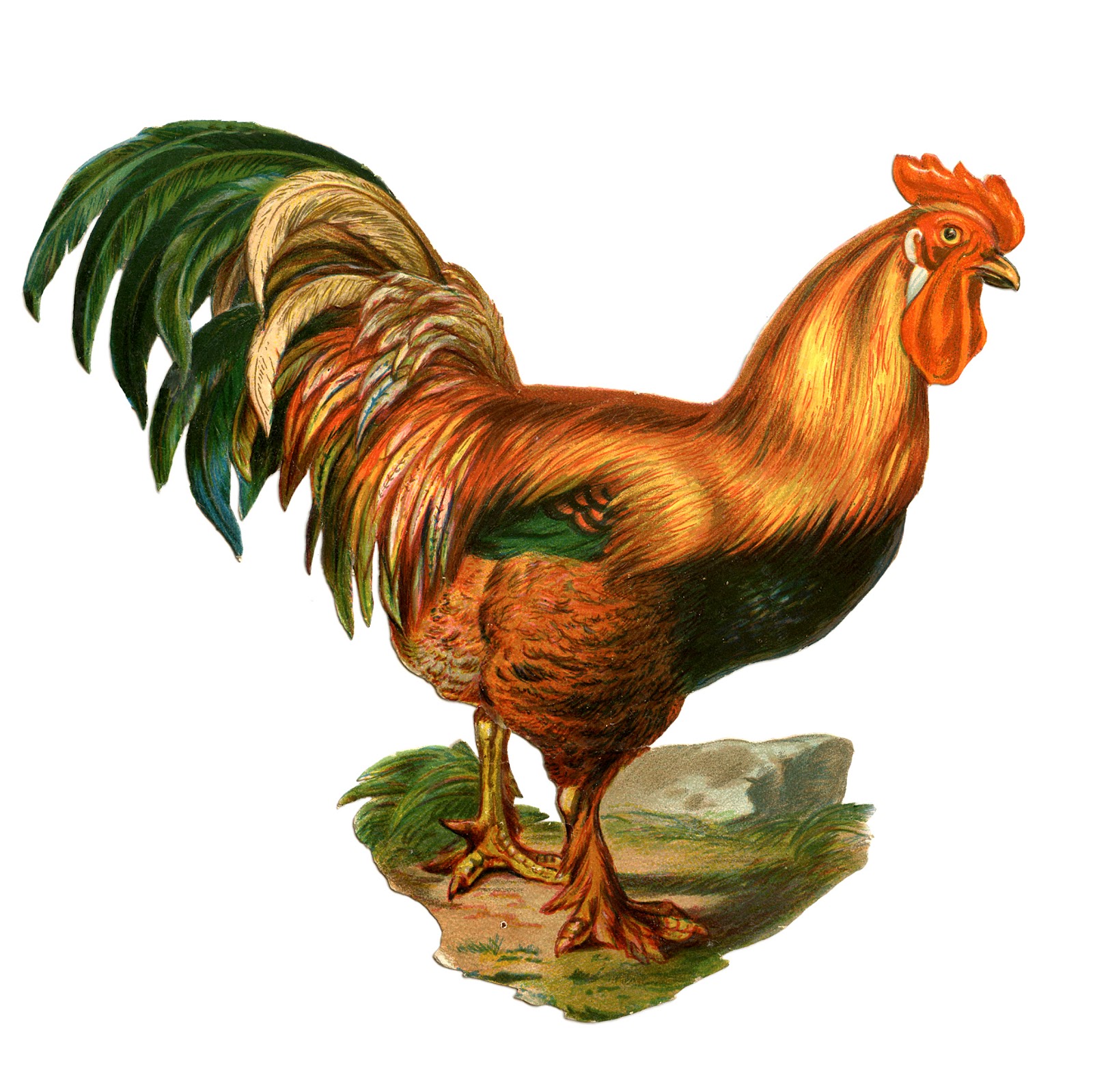 Chicken And Rooster Kid Image Png Clipart