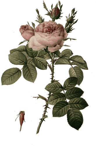 Rose Buds And Flowers Clipart