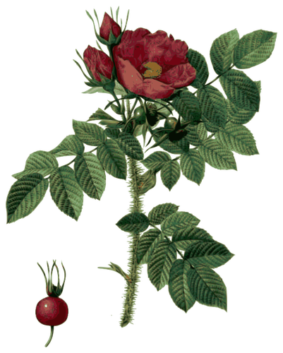 Hip And Rose Clipart