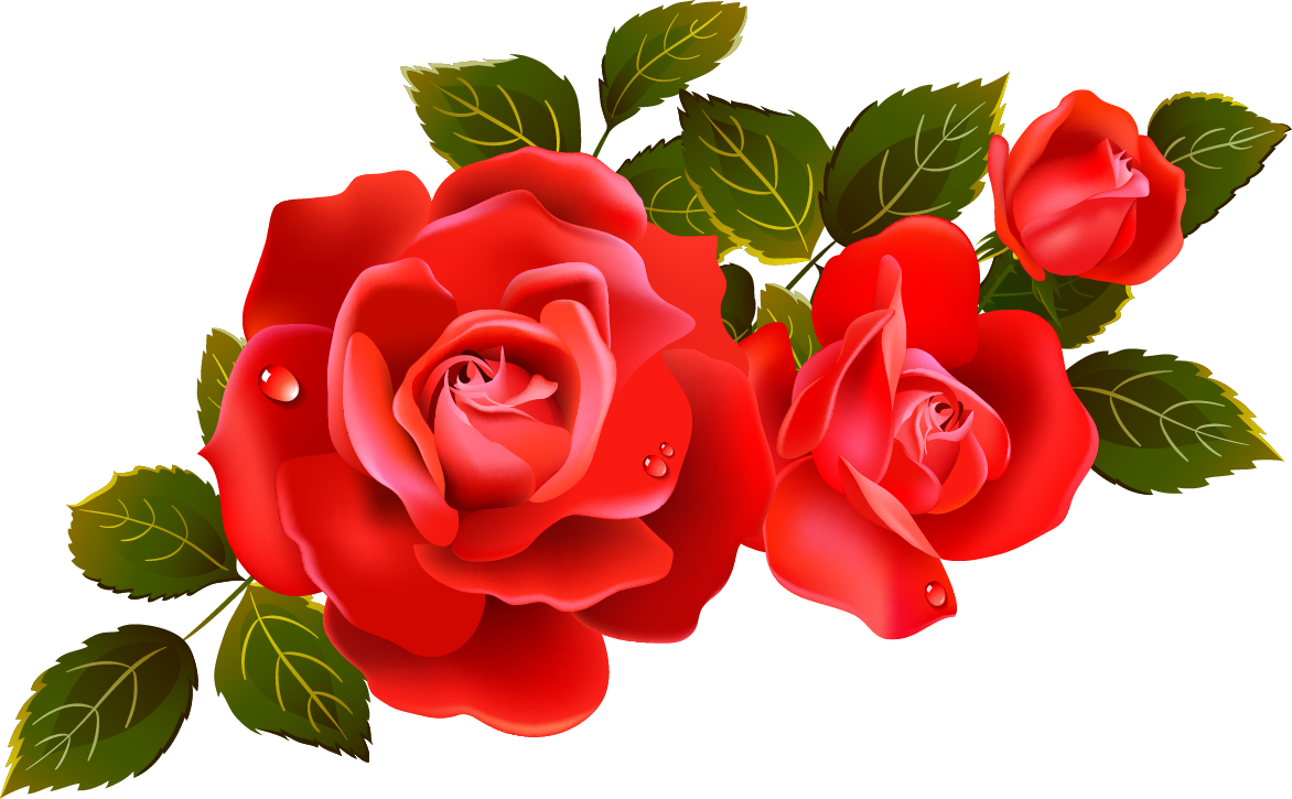 Roses Red Rose Kid Png Images Clipart