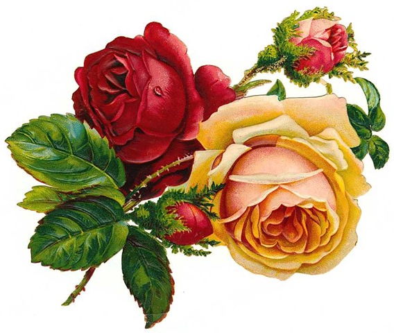Roses Vintage Red Rose Png Image Clipart
