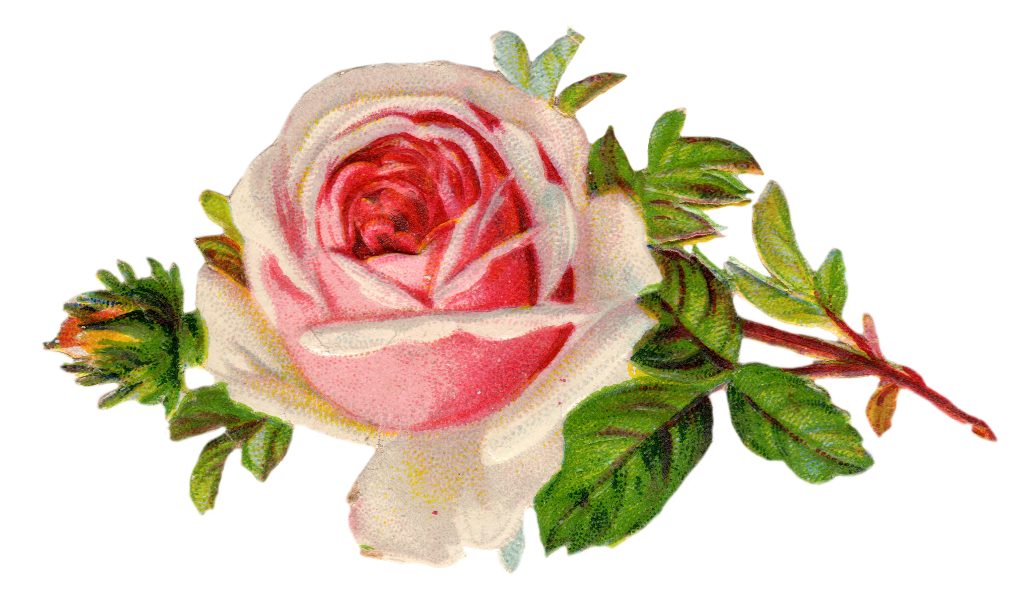 Roses Vintage Rose Pretty Things For You Clipart