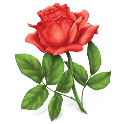 Roses Red Rose Kid Transparent Image Clipart