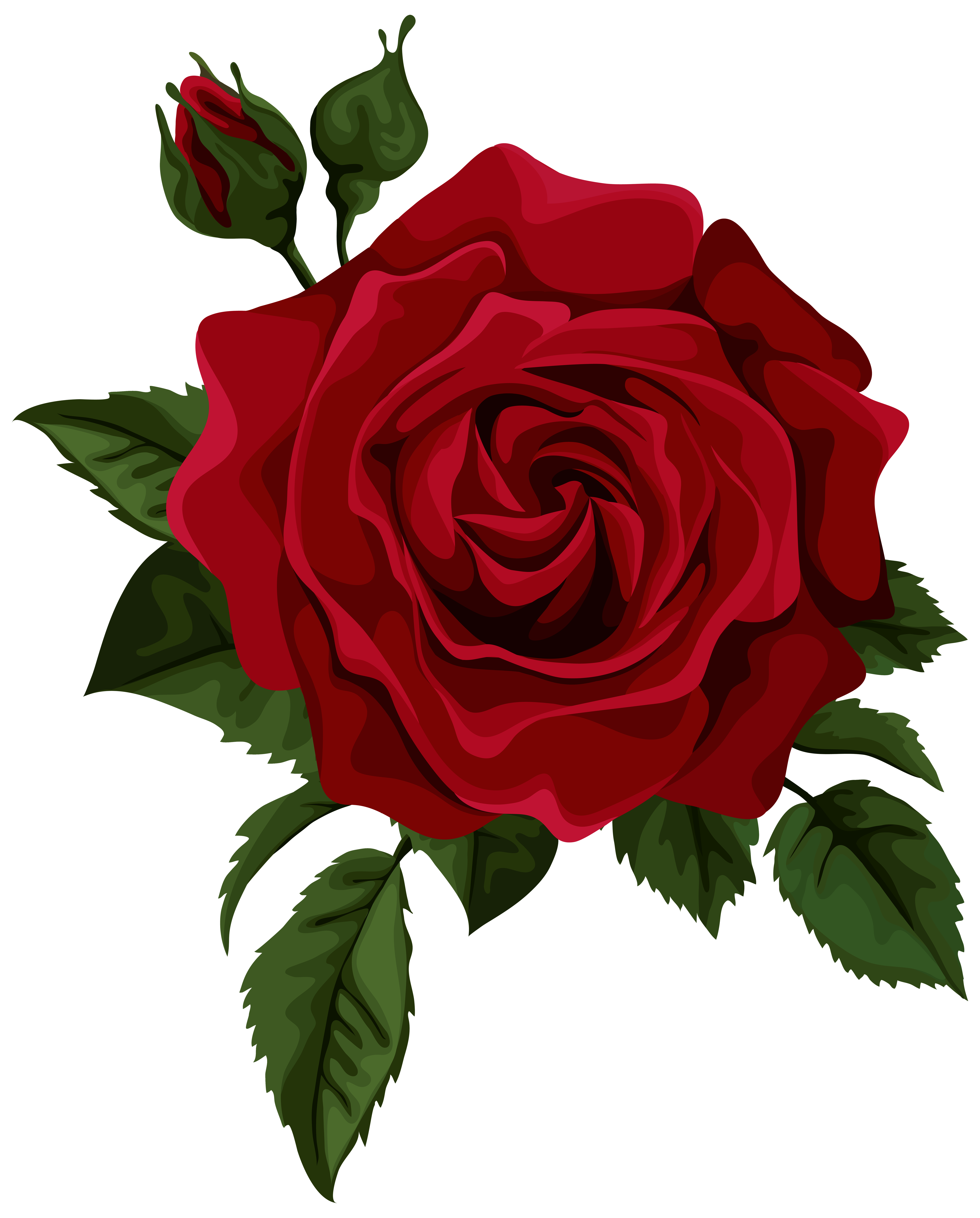 Roses Red Rose With Bud Transparent Picture Clipart