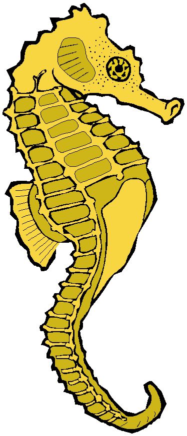 Seahorse Google Image Result For Pics Clipart