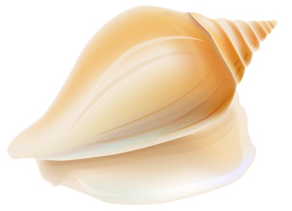 Transparent Seashell Sea Shells Seashells Hd Image Clipart