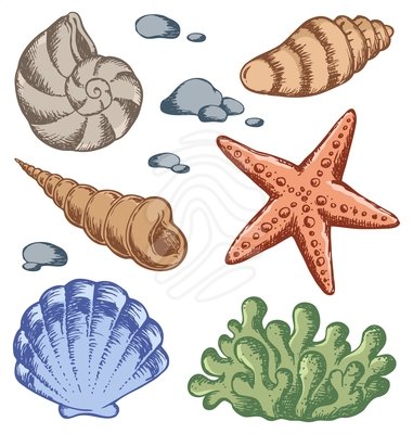 Free Seashells Images And Others Hd Image Clipart