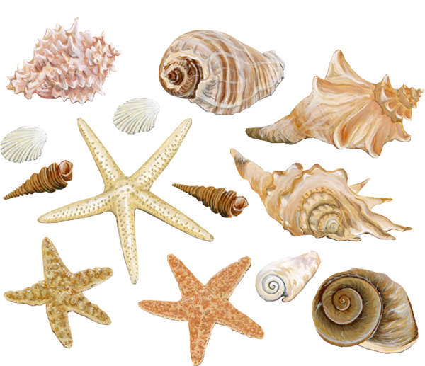 Decoration Clam Starfish Conch Seashell Material Mollusc Clipart