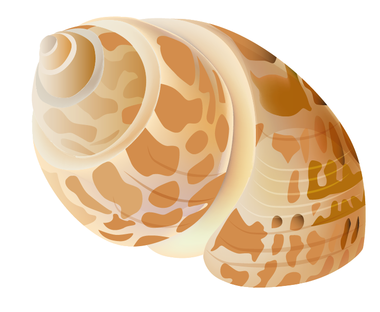 Seashell Transparent Picture PNG Image High Quality Clipart