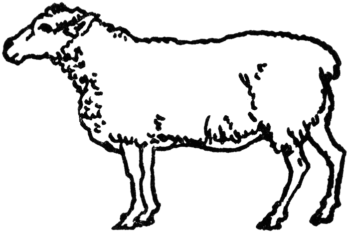 Sheep Cartoon Images Hd Photo Clipart