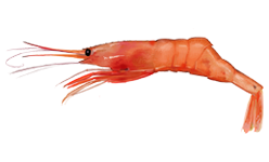Free Shrimp 1 Page Of To Use Clipart