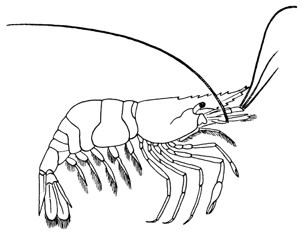 Free Shrimp 1 Page Of Public Domain Clipart