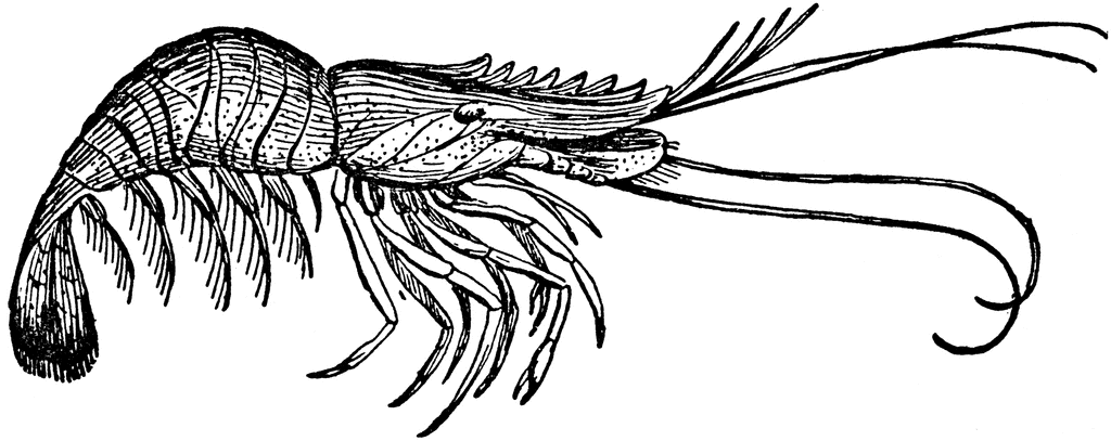 Shrimp At Clker Vector Image Hd Image Clipart