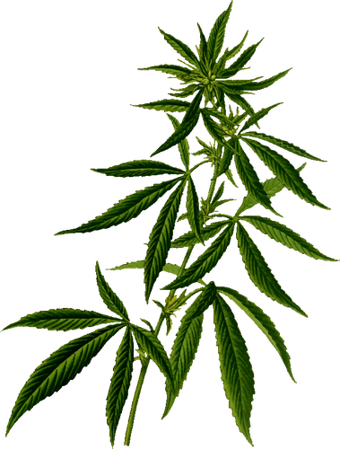 Cannabis Silhouette Clipart