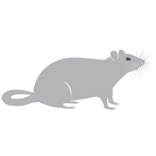 Grey Rat Silhouette Clipart