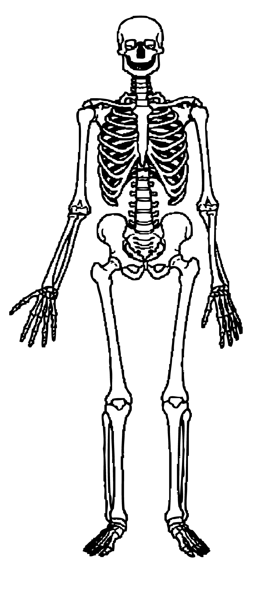 Skeleton Images Free Download Clipart