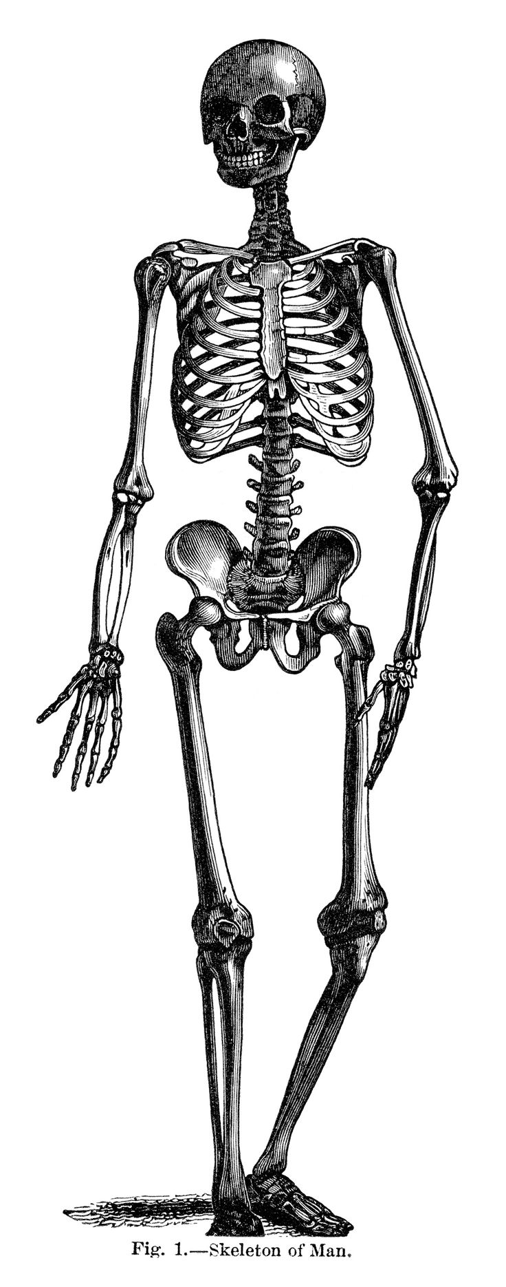 Skeleton Ideas About Vintage On Hd Photos Clipart