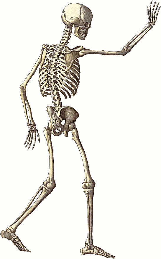 Free Skeleton Public Domain Halloween Images Clipart