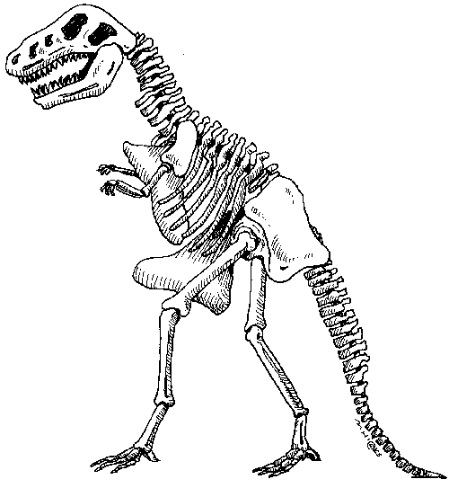 Dinosaur Skeleton Gallery Free Download Clipart