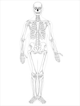 Free Skeleton Public Domain Halloween Images 3 Clipart