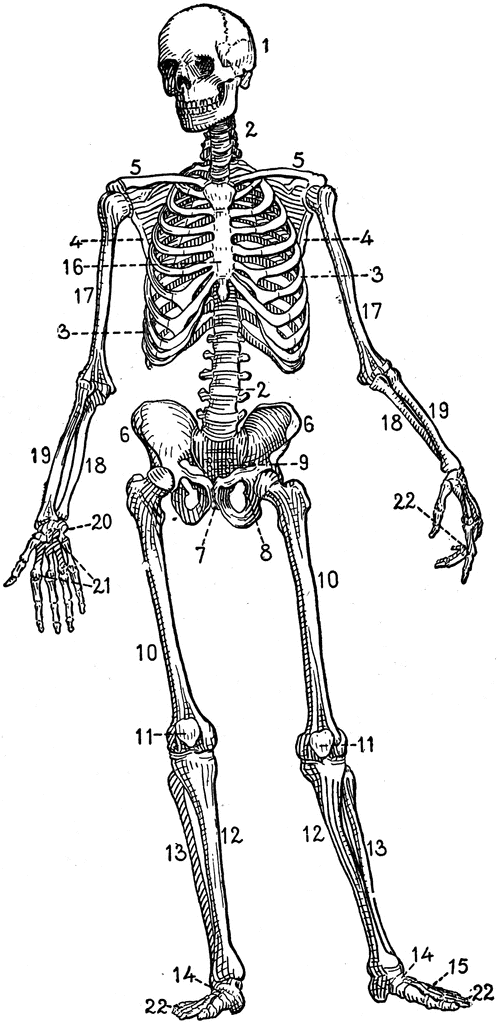 Human Skeleton Etc Clipart Clipart