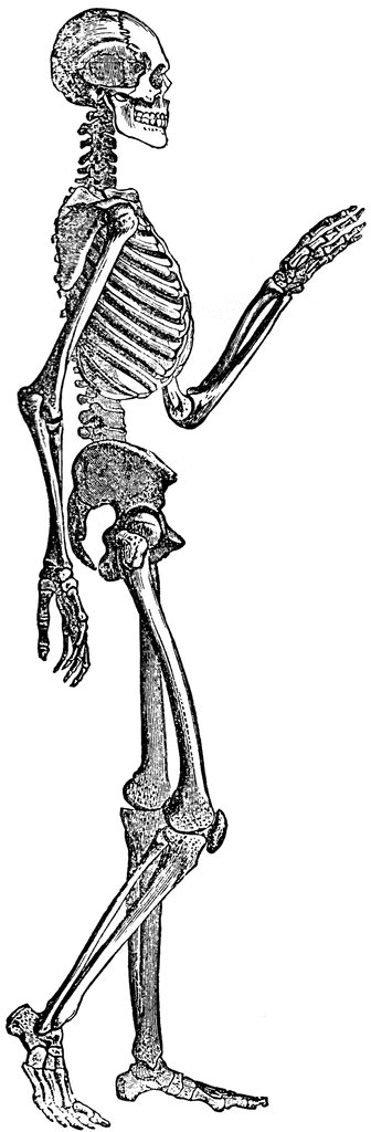 Human Skeleton Etc Transparent Image Clipart
