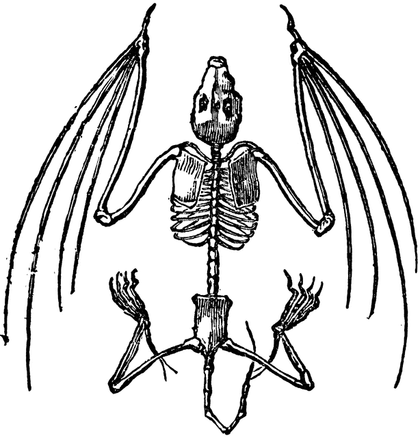 Skeleton Vector Skeleton Graphics Image Image Png Clipart