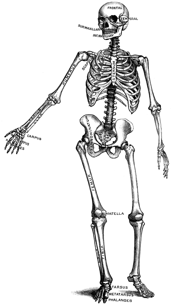 Human Skeleton Etc Free Download Clipart