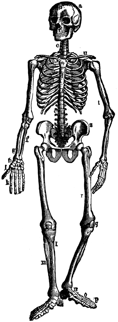 The Human Skeleton Etc Image Png Clipart