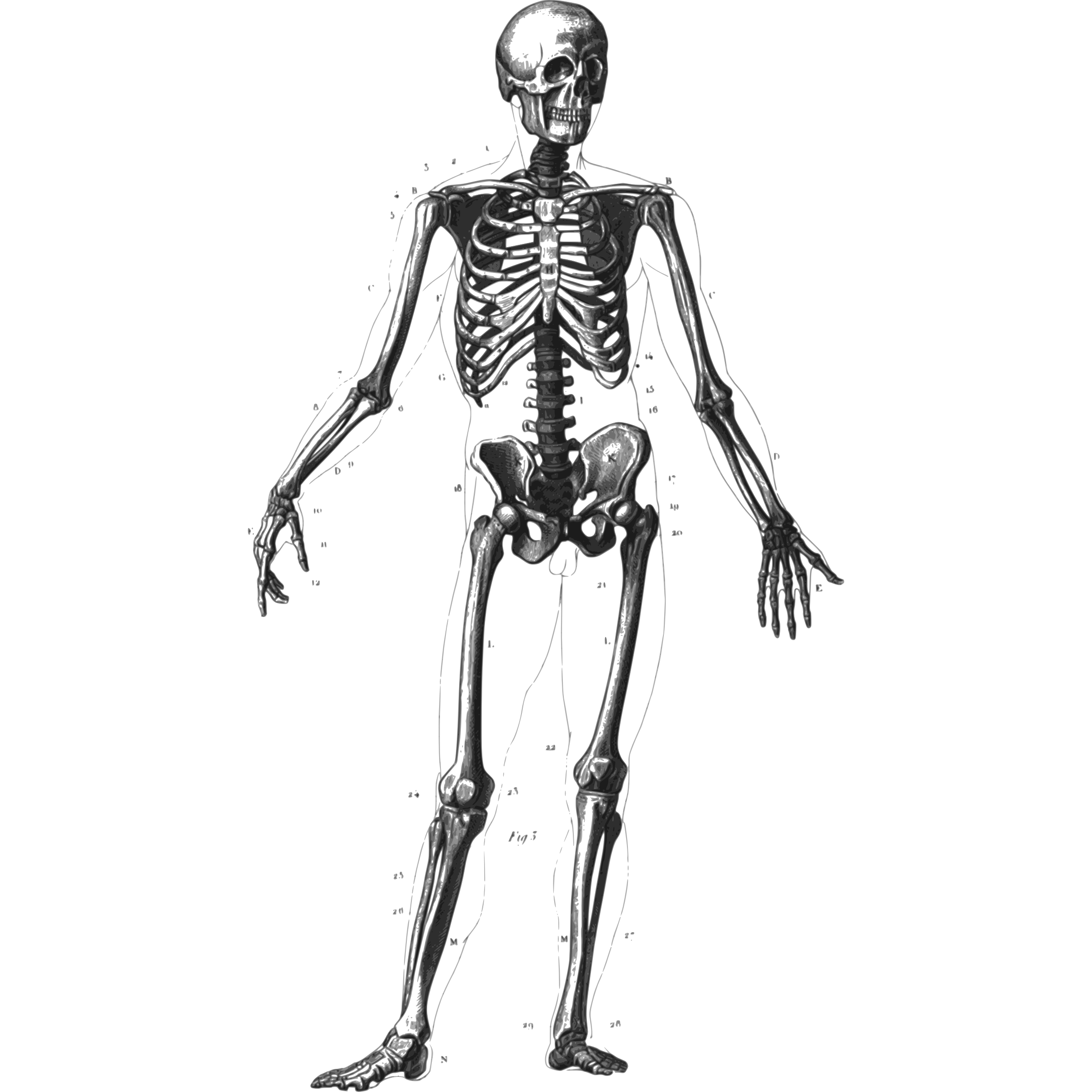 Human Human Skeleton Image Png Clipart