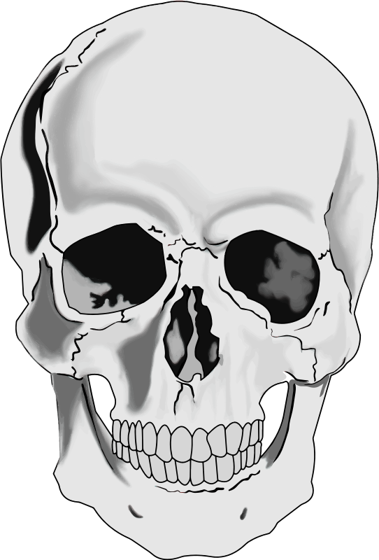 Clipart Realistic Human Skull Image Png Clipart