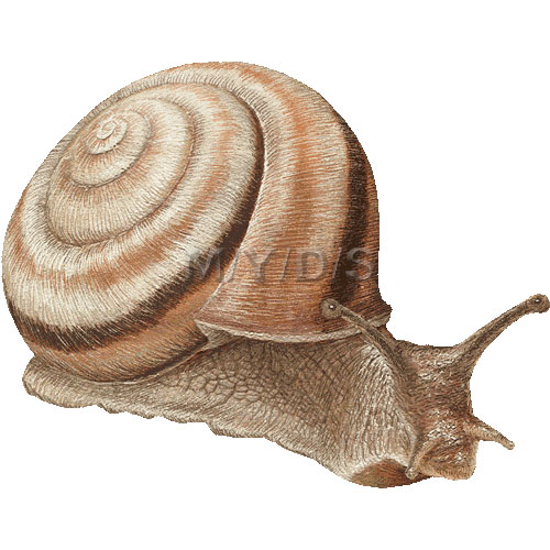 Snail Graphics Png Image Clipart