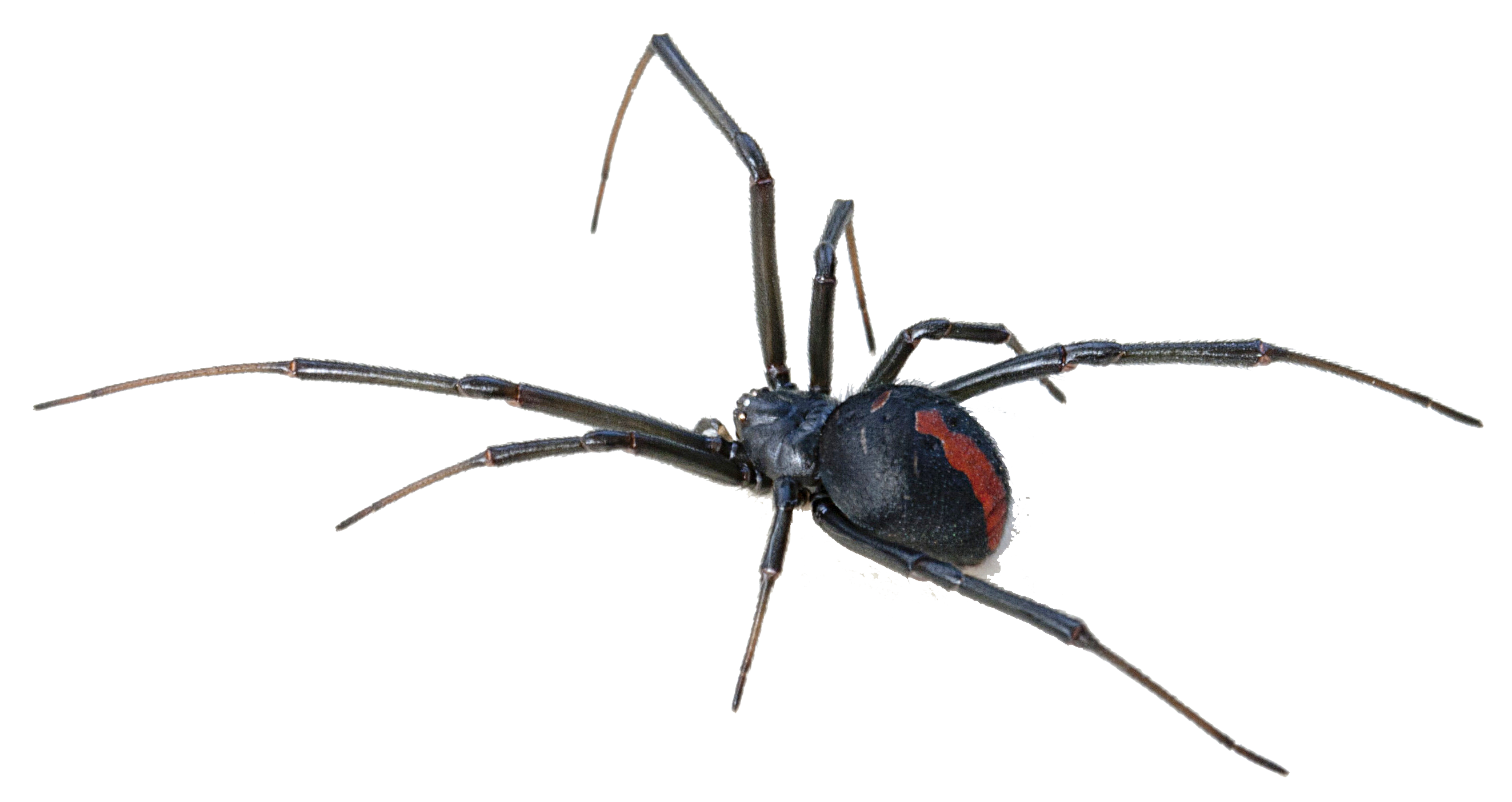Australia Redback Bite Spider Venom Black Transparent Clipart