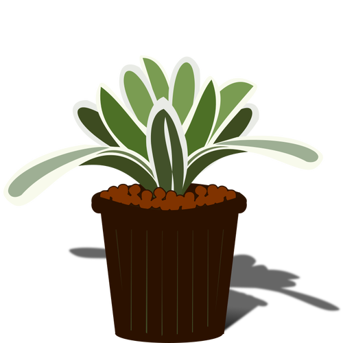 Potted Bromelia Clipart