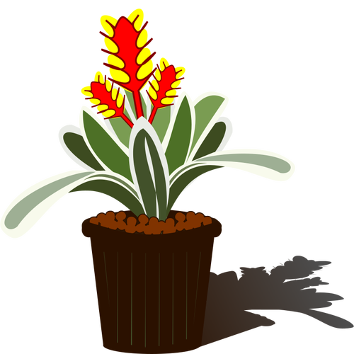 Potted Bromelia Clipart